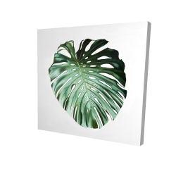 Feuille de monstera