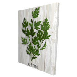 Cilantro on wood