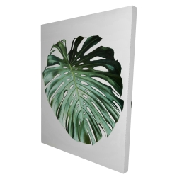 Feuille de monstera