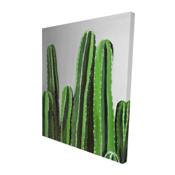 Cactus candles