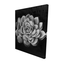 Black and white succulent