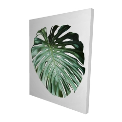 Feuille de monstera