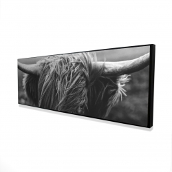 Monochrome portrait highland cow