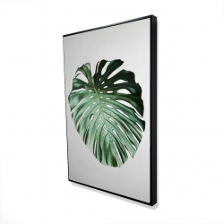 Feuille de monstera