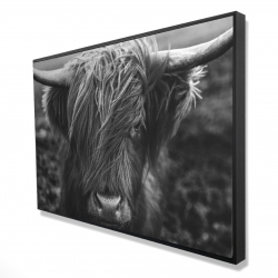 Monochrome portrait highland cow