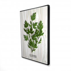 Cilantro on wood