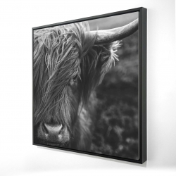 Monochrome portrait highland cow