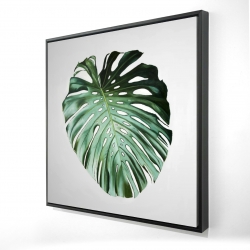 Feuille de monstera