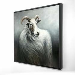 Cashmere goat