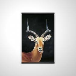 Antelope