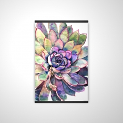 Multicolored succulent 