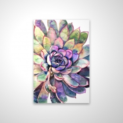 Multicolored succulent 