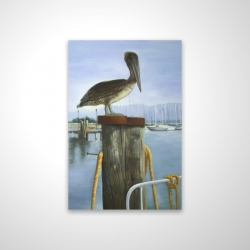 Pelican