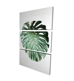 Feuille de monstera