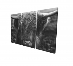 Monochrome portrait highland cow