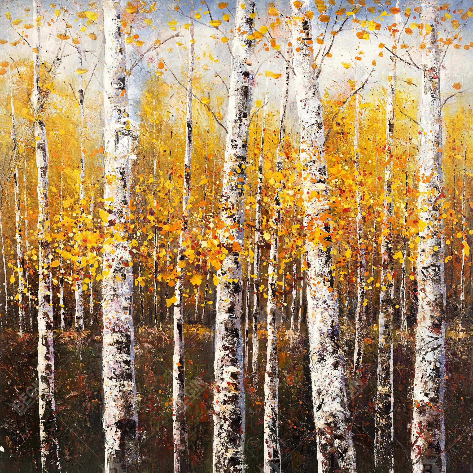 Birches by sunny day