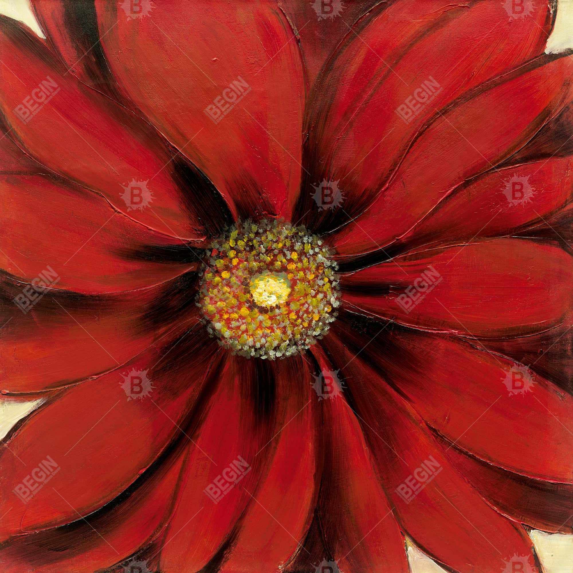 Red daisy