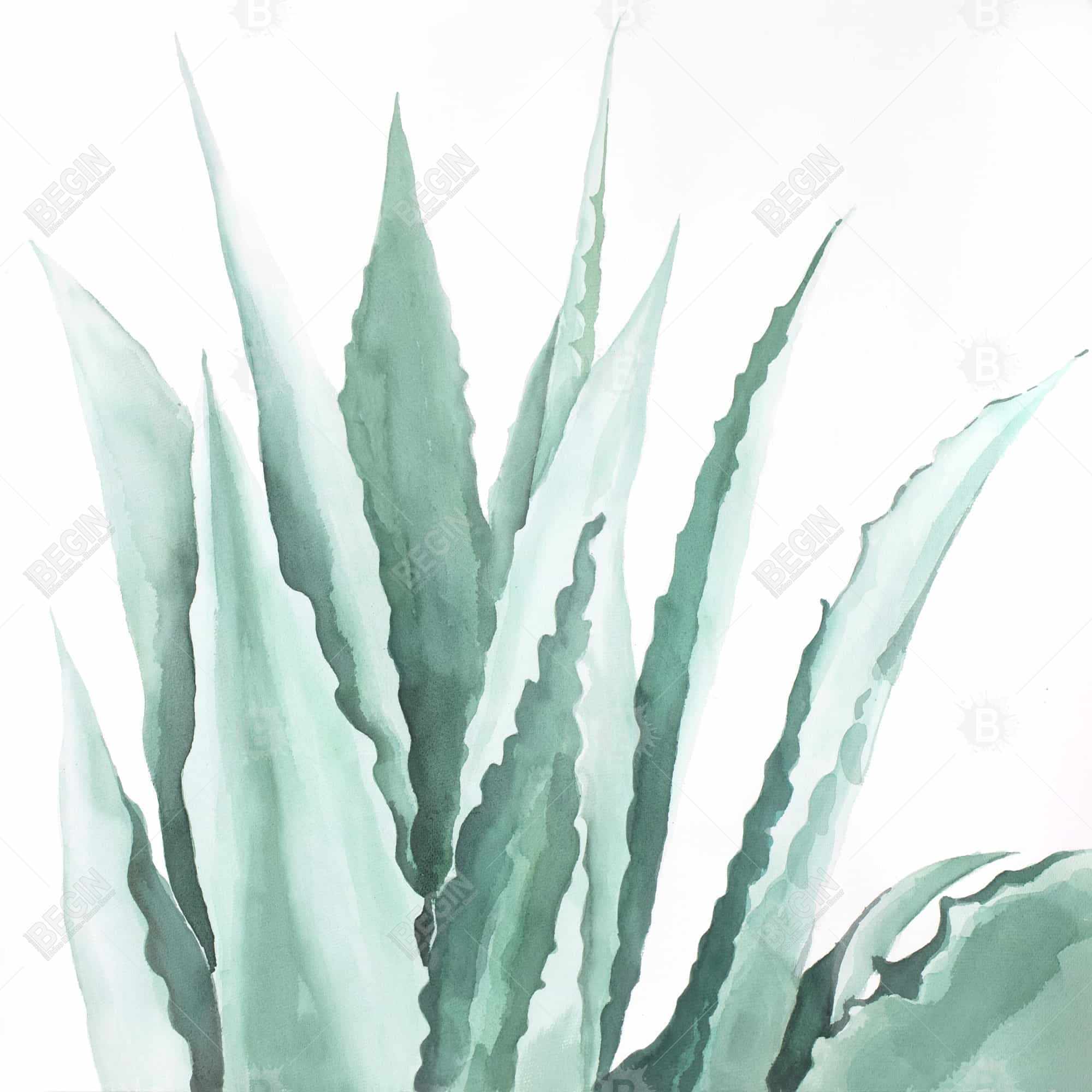 Plante d'agave en aquarelle