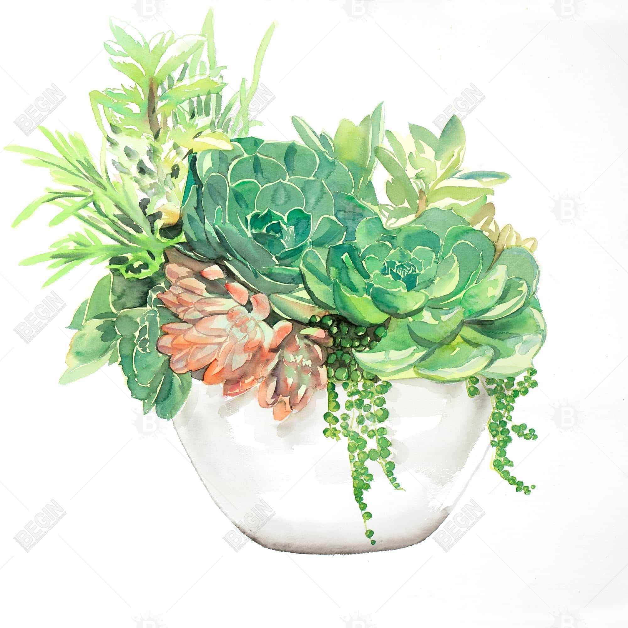 Succulent assortment in a pot