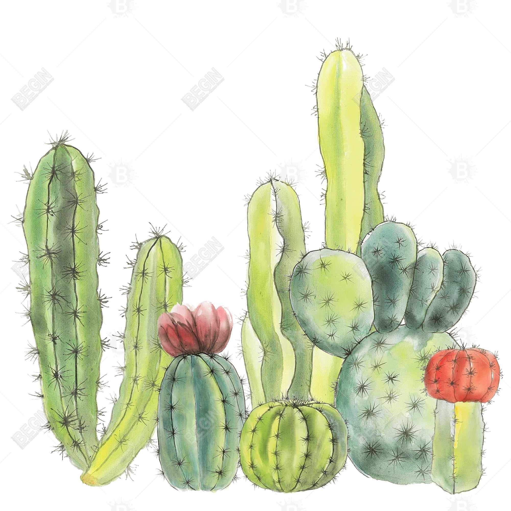 Petits cactus