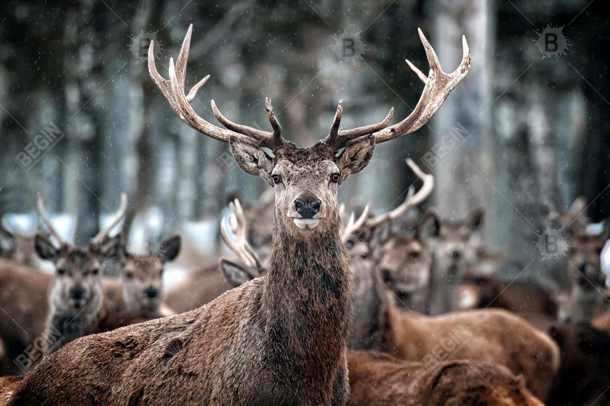 Stags