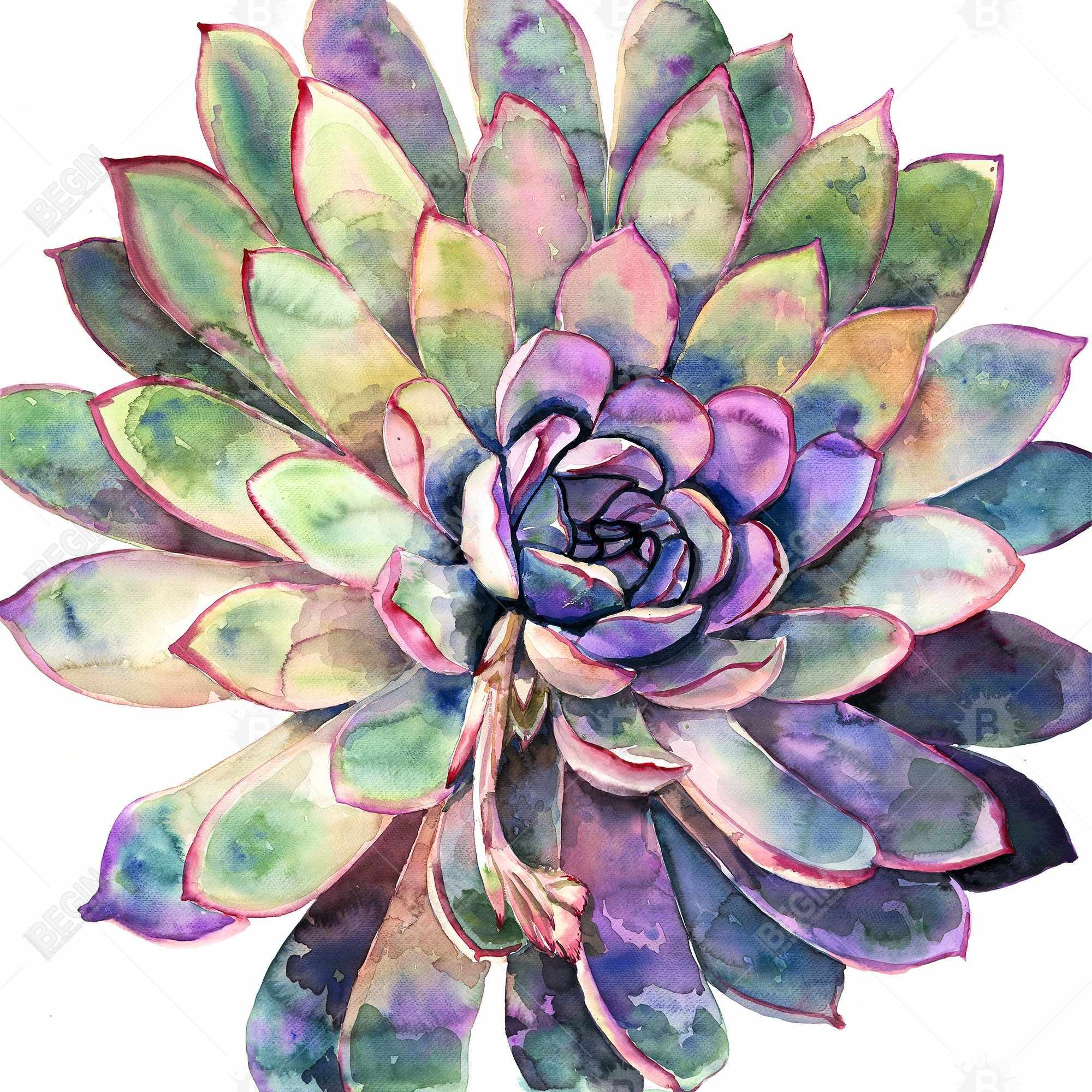 Multicolored succulent 