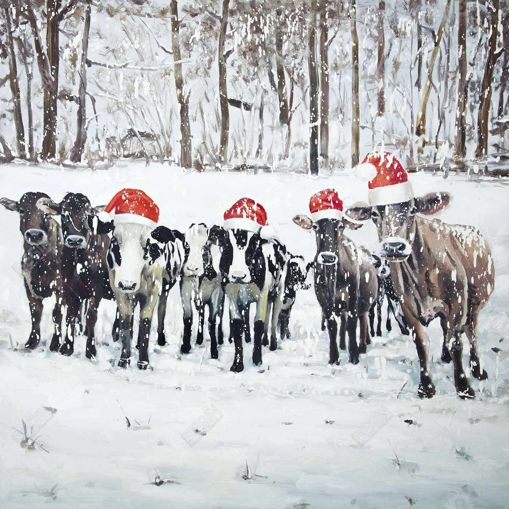 Vaches curieuses de noël