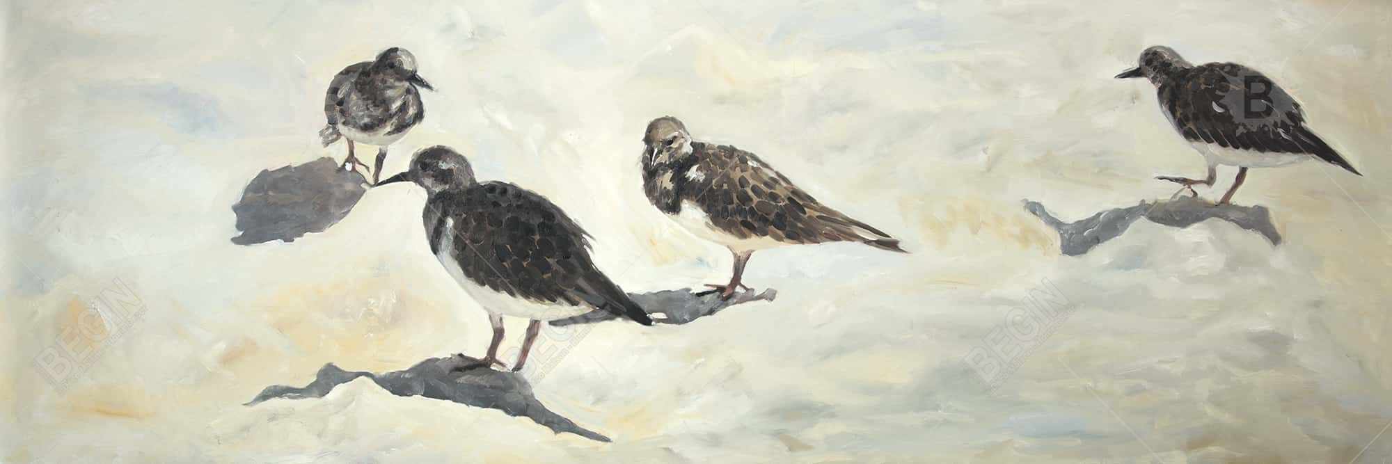 Sandpiper birds