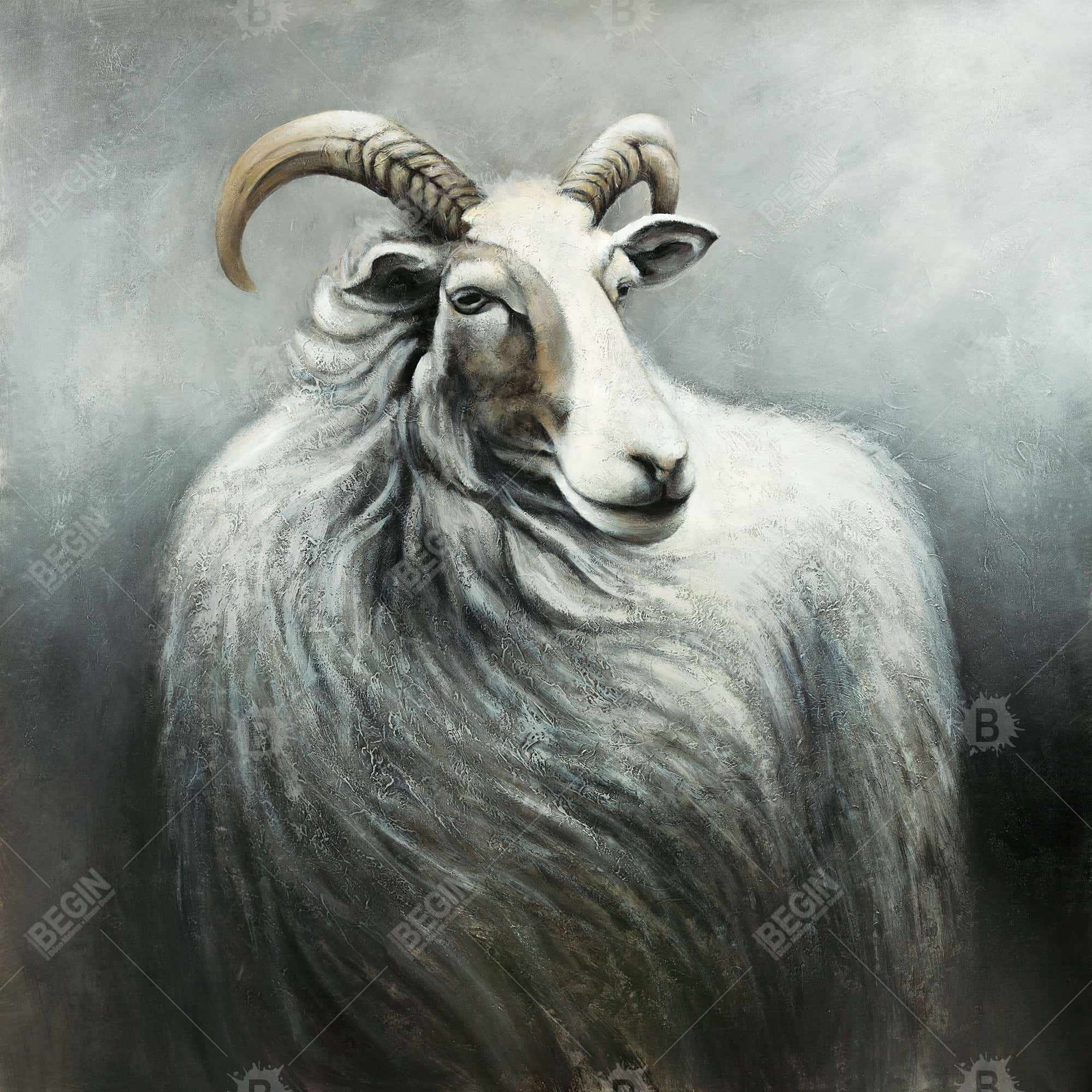 Cashmere goat